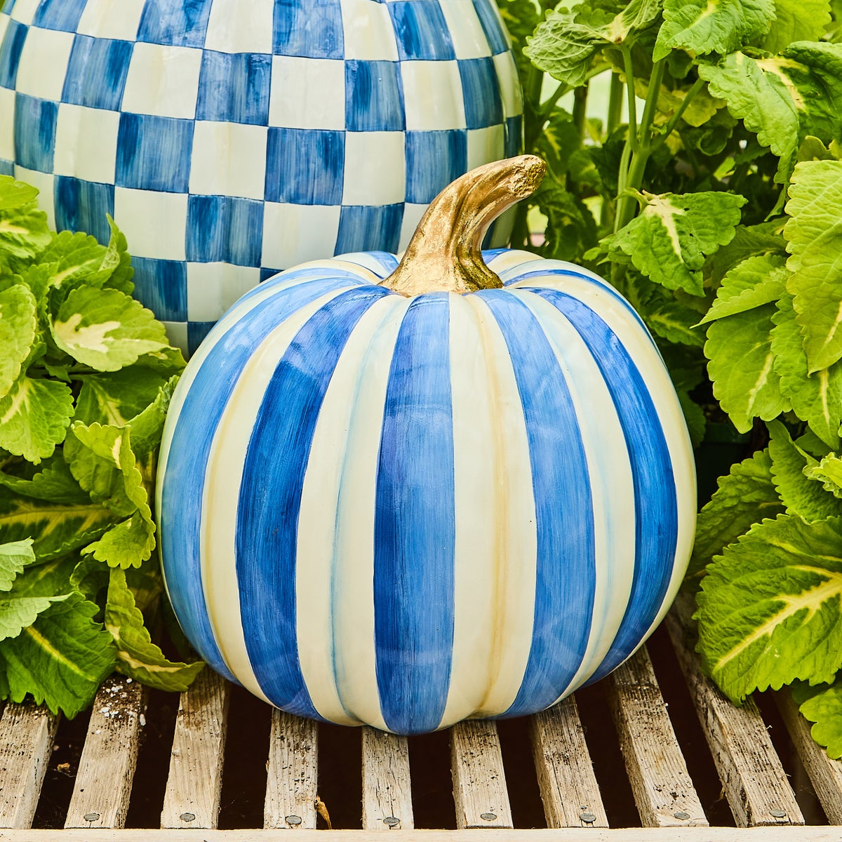 Royal Stripe Medium Pumpkin - Image 4
